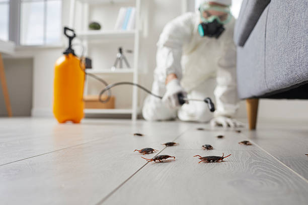 Post-Treatment Bed Bug Interceptor Monitoring in Madeira